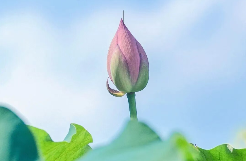 銀星8月家書 | 流金溢彩，共賦新章